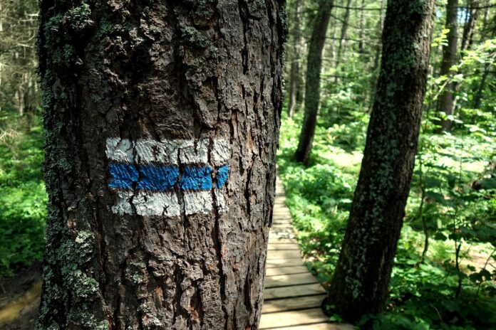 nataszablack-trail-2721814_1280